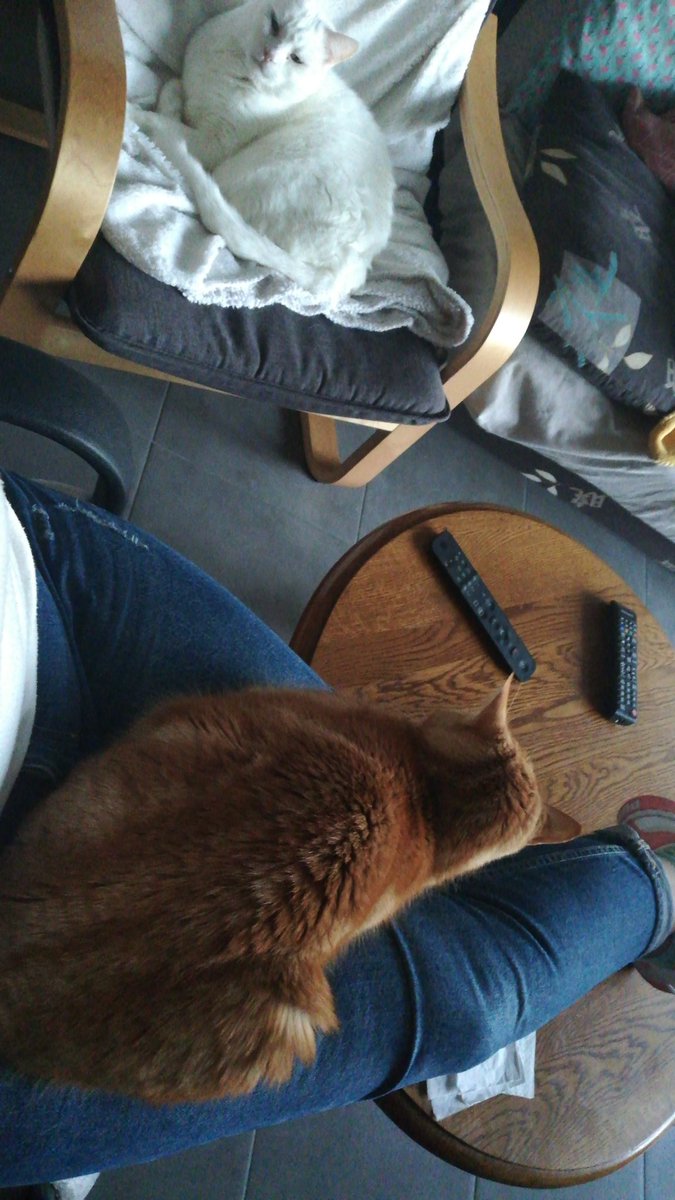 Marie_Pims's tweet photo. @Habib_P0tter C'est la base. Si t'es bien dans ta vie avec tes chats l'avis des autres c'est poubelle 🚮 😁 https://t.co/9ripfZqSBJ