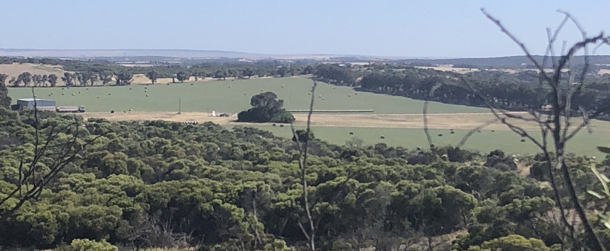 I wonder if we spread a bit of urea on these paddocks &amp; take off the bales, could we cut another hay crop with all this unseasonal rain?