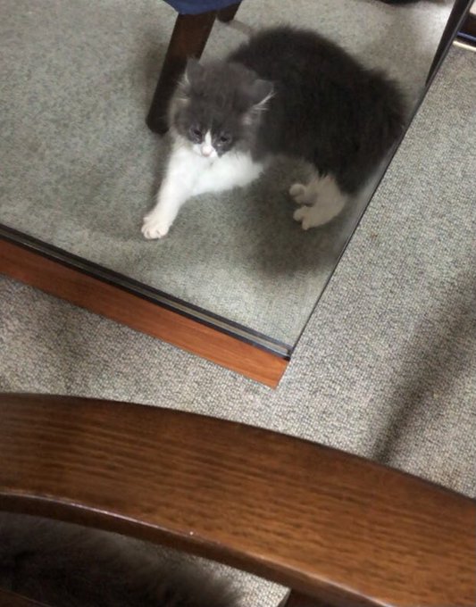 初めて自分を鏡で見た子猫
1枚目、びっくりしすぎておててクロスしたまま... 