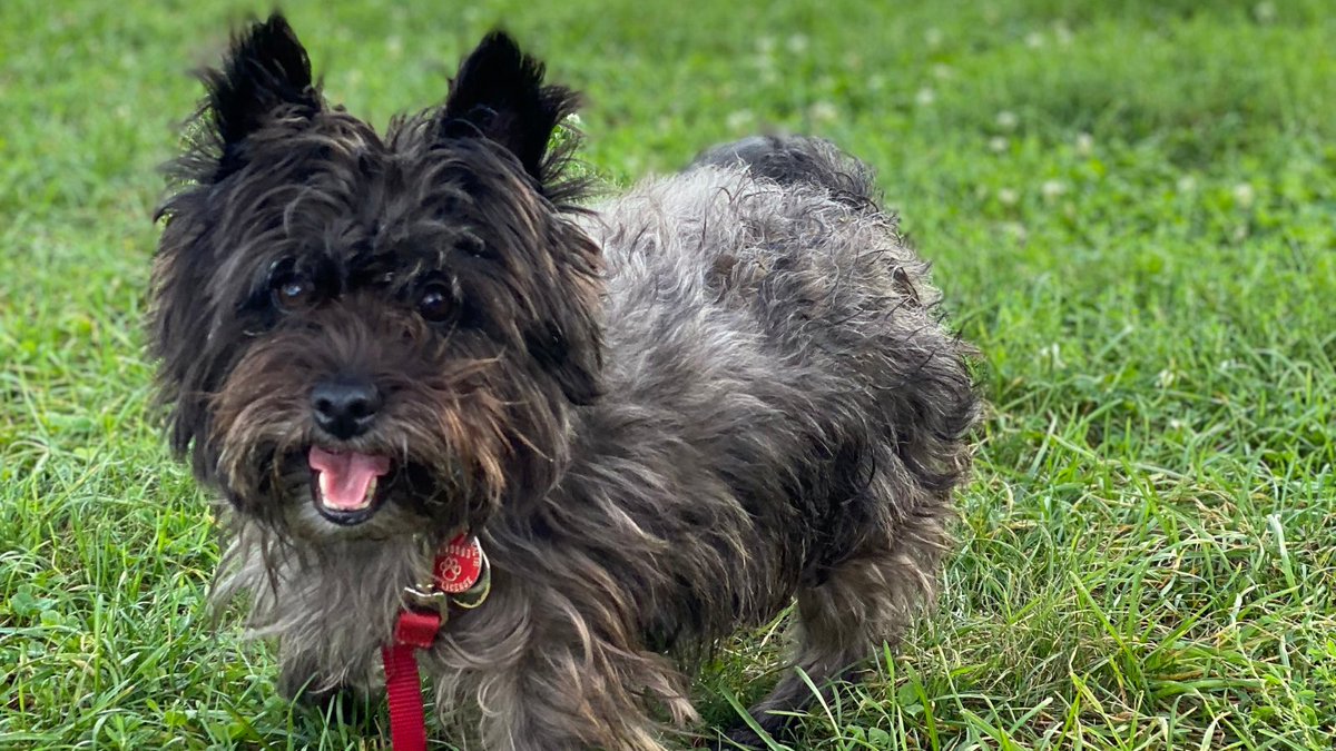 foxweather's tweet photo. Say "hi" to Angus from New York City! Send us your dog photos for a chance to be featured on FOX Weather's dog walking forecast.

Just use #FOXWeather or reply to this tweet. https://t.co/5JwBvfIJtH