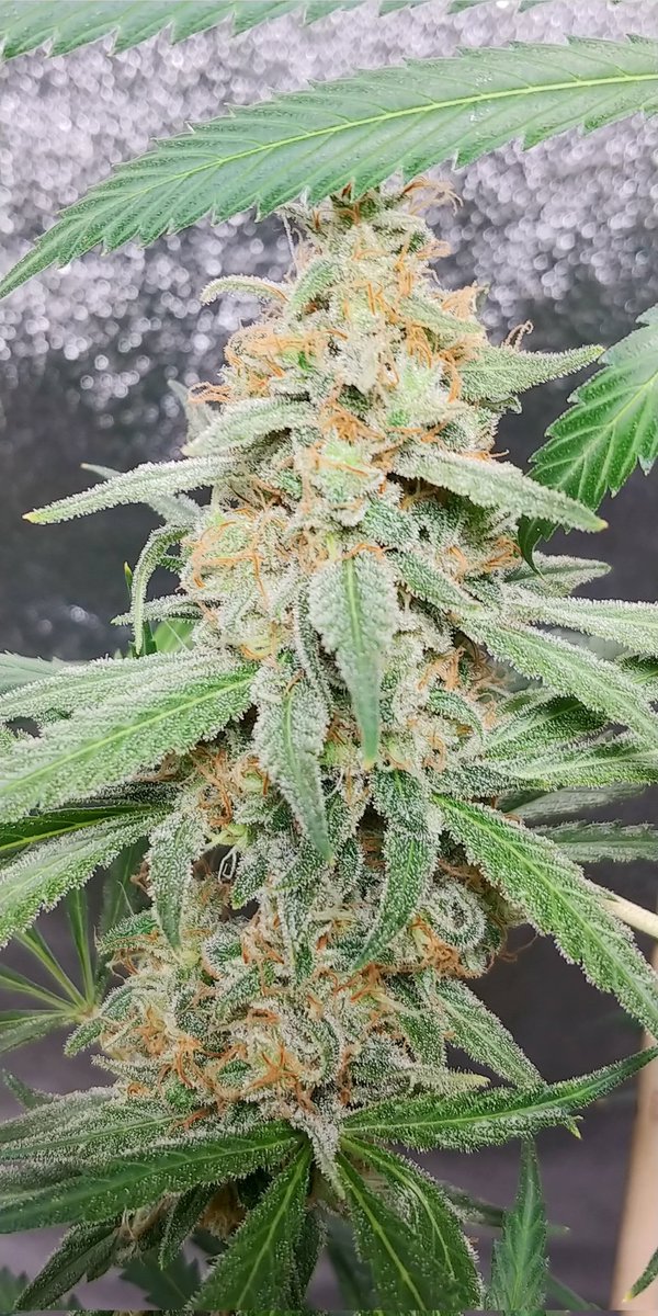 Today is day 64 of flower for this Whitewidow under the Unit Farm UF2000 by <a href="/unitfarm_led/">unit_farm_led</a>. With stacking pretty much done, and the terps loud and proud, it will be only a few days until its finished and testing my patience while curing. #unitfarm, #perfectplant  #growyourown ,