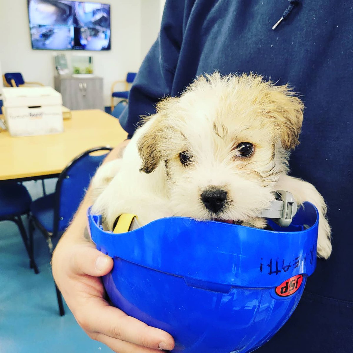 The newest member of the Grail Team, everyone meet Archie the office pup #officedog