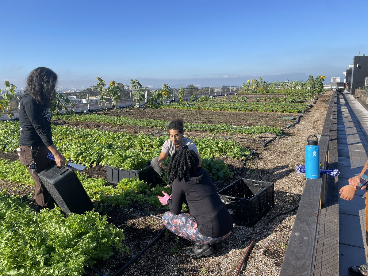 Harvesting for Wahoepah’s Kitchen! Come to the grand opening Nov.13th!