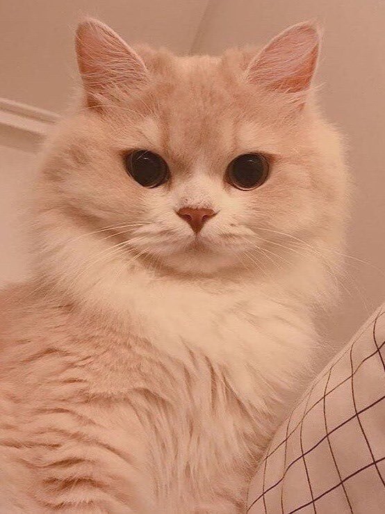 Obsessed with cats (@catssobsessed) on Twitter photo 