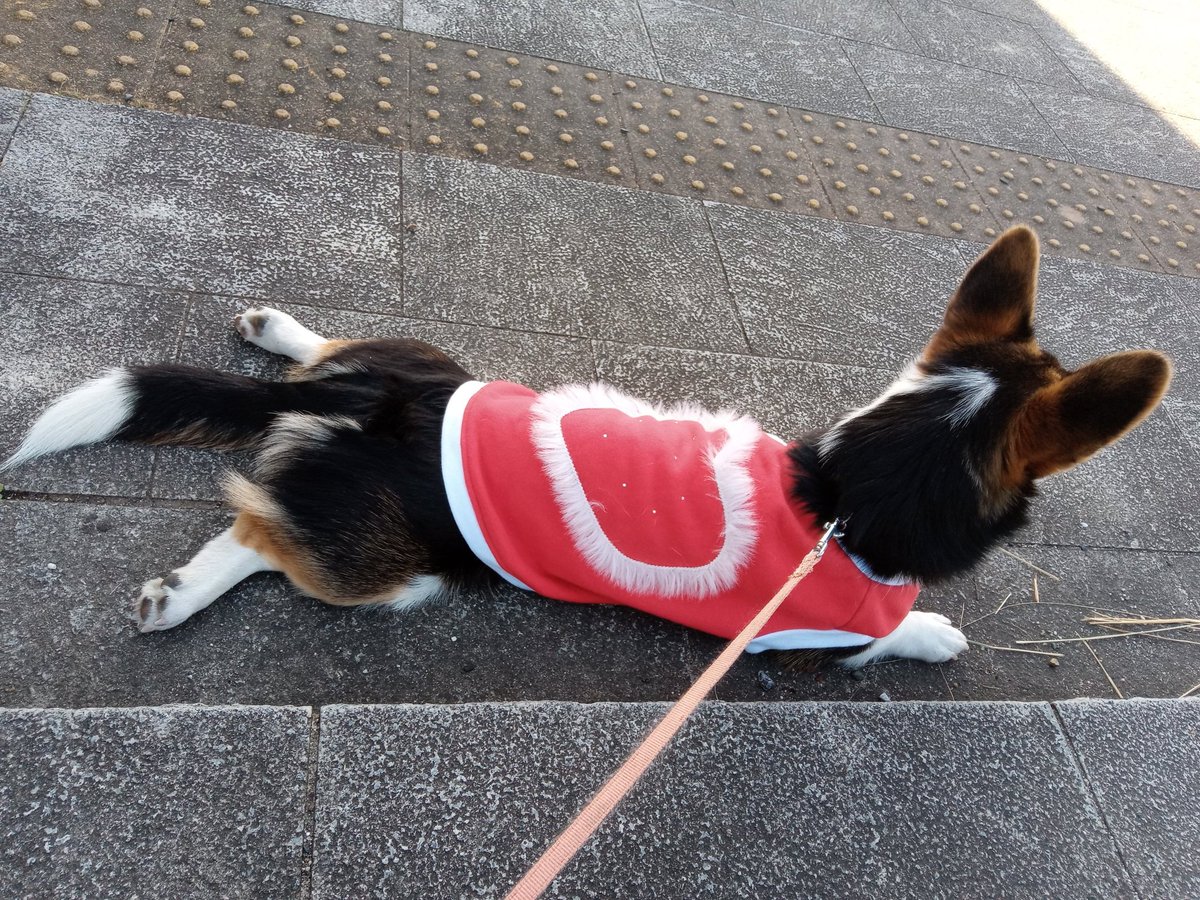 ウルトラワンコ Gex3hm Twitter