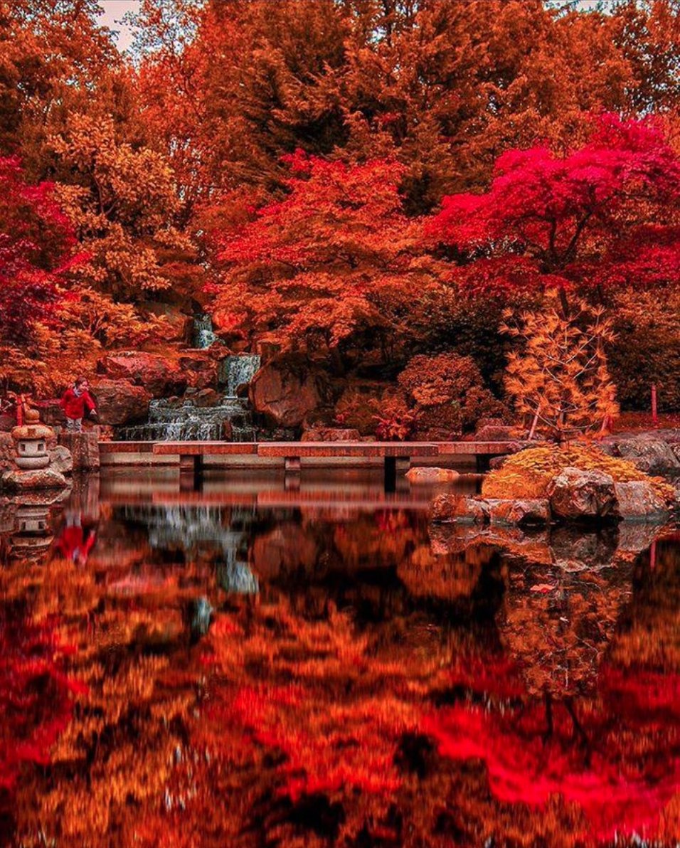 BestTubeTo's tweet photo. 🍁A red wallpaper at Kyoto Garden inside #HollandPark
.
.
🚇#LondonUnderground Route to #HollandParkLondon
📍#HollandParkTubeStation
.
.
 📸@_aaperspective_  IG
.
.
.
#KyotoGarden #KyotoGardenLondon #LondonParks #LondonRoyalParks #AutumnLondon #Londonfall #Autumninlondon https://t.co/o0mhgiWRlo