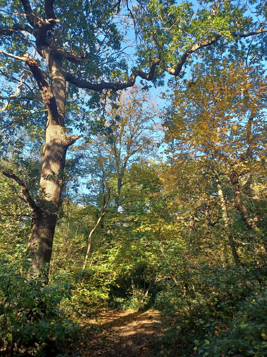 WeAreSoChi's tweet photo. Beautiful autumnal Larkswood 🌳🌄

#SoChiLondon #LoveHighamsPark #LoveSouthChingford https://t.co/RtBX8Gb7Hv