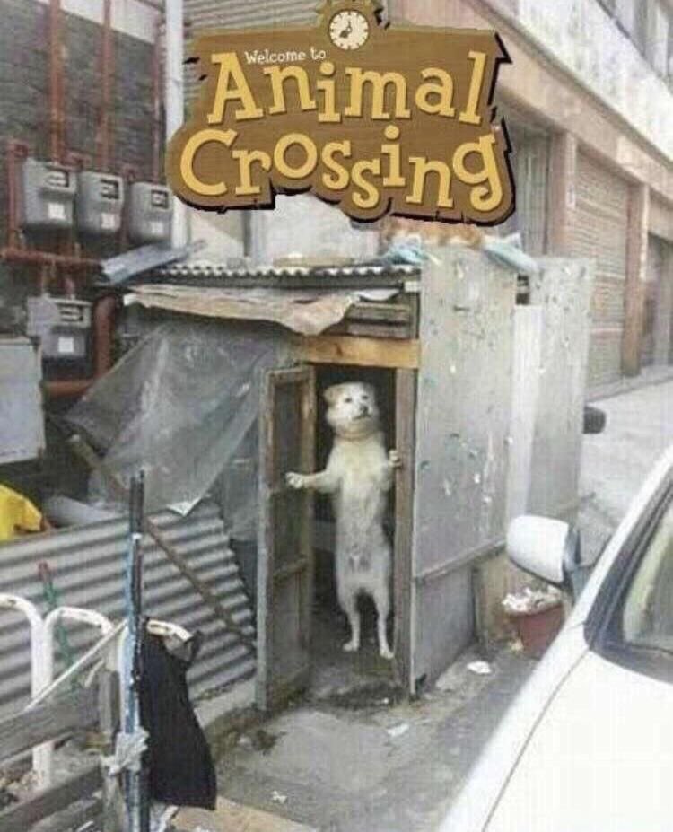 Canela_chair's tweet photo. La versión de animal crossing de la gente / mi versión https://t.co/bKBcWDt9WQ