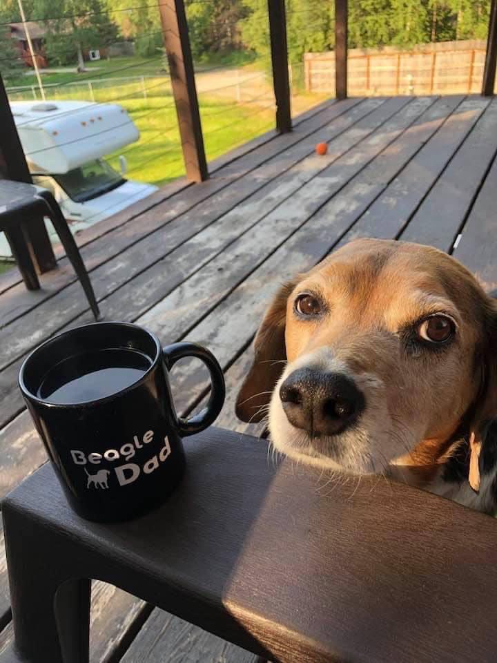 DaveinAK's tweet photo. Happy 13th Birthday to my buddy Cooper. His Gotcha Day celebration was earlier this week. He’s doing great for a pup his age. Give me my treats and a head scratch and I’m OK. #AdoptDontShop #beaglefacts #beagle #beaglesoftwitter https://t.co/evZeXbpRZk