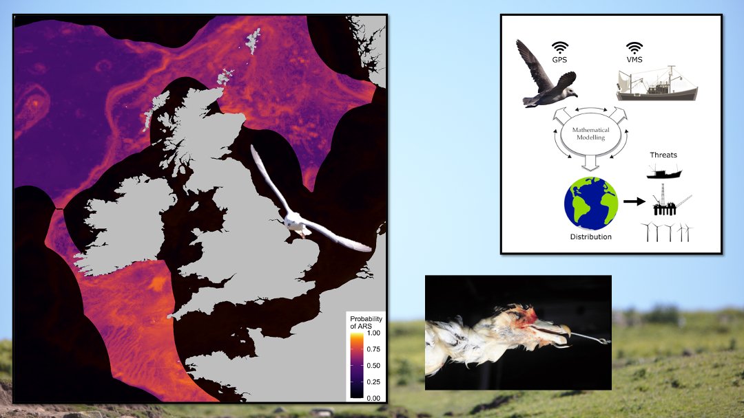 3/4 #BOUASM21 #sesh6 We've shown that fulmars are drawn to heavily fished areas. This affinity with fishing vessels and fisheries introduces a clear source of conflict, as fulmars are the most heavily bycaught seabird species in the North Atlantic.