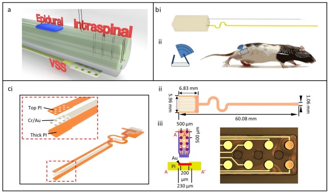 Sean Barber, MD | HMH Neurosurgery Spine (@seanbarbermd) on Twitter photo A novel method for ventral epidural wireless neuromodulation from the Horner lab <a href="/HMethodistMD/">Houston Methodist MD</a> <a href="/HMNeurosurgery/">Houston Methodist Neurosurgery</a> . A lot of potential here for neuroregeneration and recovery of function after #spinalcordinjury
go.nature.com/3mYOIxS A novel method for ventral epidural wireless neuromodulation from the Horner lab <a href="/HMethodistMD/">Houston Methodist MD</a> <a href="/HMNeurosurgery/">Houston Methodist Neurosurgery</a> . A lot of potential here for neuroregeneration and recovery of function after #spinalcordinjury
go.nature.com/3mYOIxS