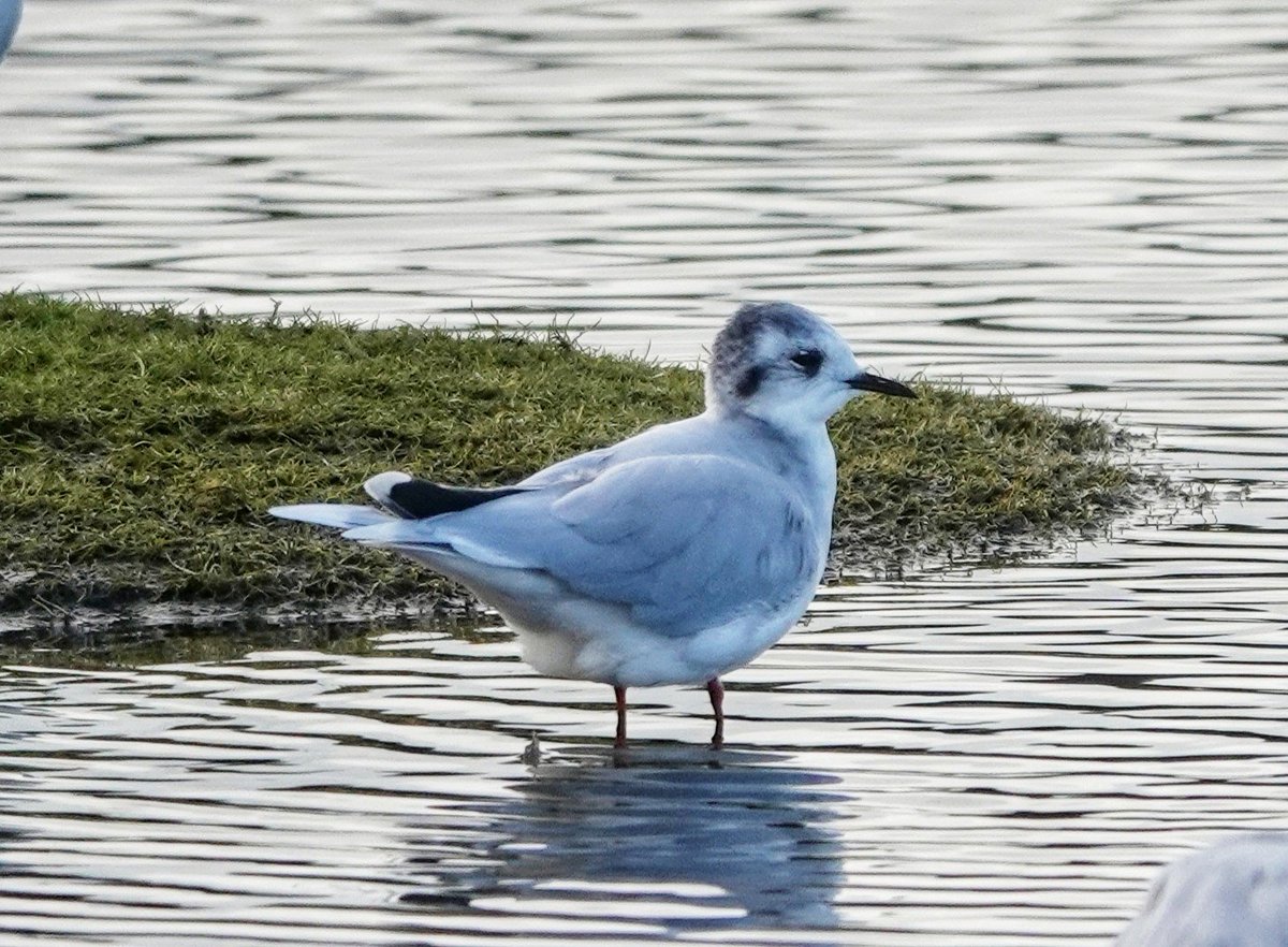 Little Gull at Kinnegar Shore in Belfast this morning what a cutie it was 🖤 #littlegull #birdphotography #shoreline