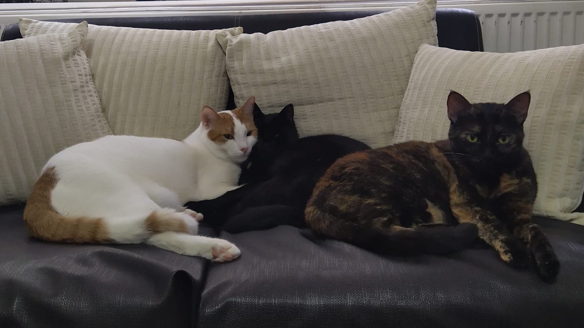 maniac_cup's tweet photo. Cat... Cats... More Cats... #CatsOfTwitter #CatsLover https://t.co/E2BdCBreEL