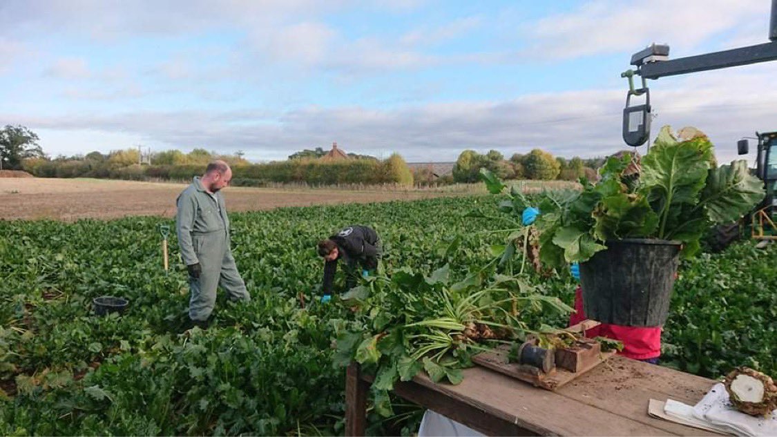 UoN_Beet_team's tweet photo. Today we harvested @ltillier97 canopy manipulation plots. Now to find out if making a canopy more upright or flat influences overall yield! @BBRO_Beet @UoNBiosciences https://t.co/voQB8rRTMS