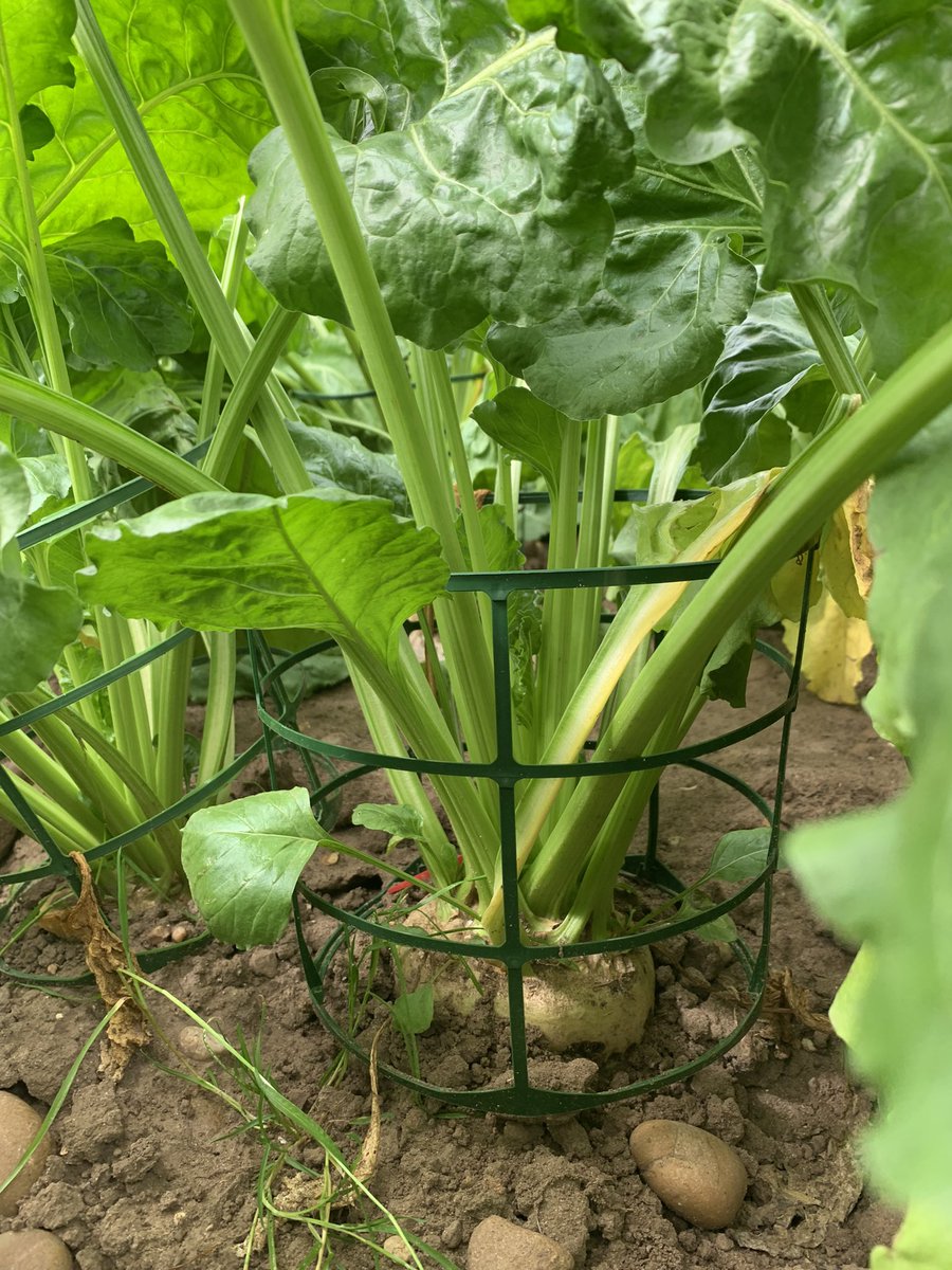 UoN_Beet_team's tweet photo. Today we harvested @ltillier97 canopy manipulation plots. Now to find out if making a canopy more upright or flat influences overall yield! @BBRO_Beet @UoNBiosciences https://t.co/voQB8rRTMS