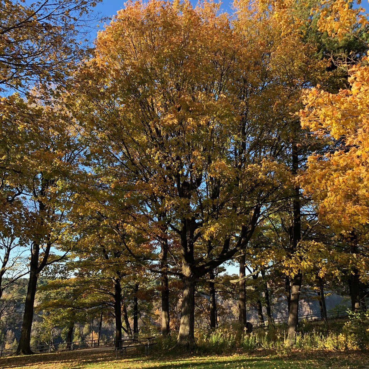 929WBUF's tweet photo. Fall is still on fire in WNY. Check out these AMAZING pix of Whirlpool State Park thanks to the new guy, Nik Rivers. #Fall #Foliage #NikRIvers
https://t.co/aJPOI3RppV https://t.co/VnTj678Bwe