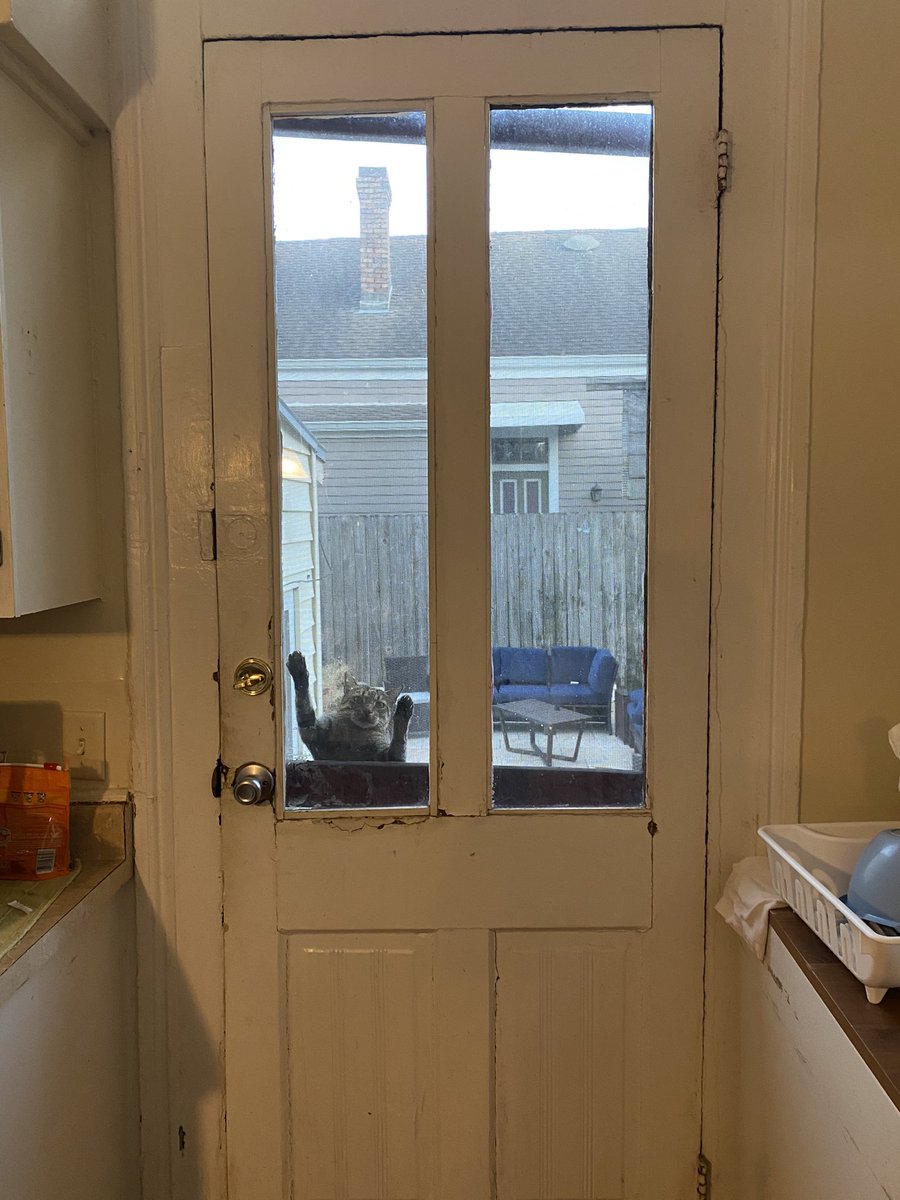 sophiekleeman's tweet photo. just learned there’s a cat named sweet tea sam who visits my friend for food and to get their attention he does this https://t.co/my628evQJA
