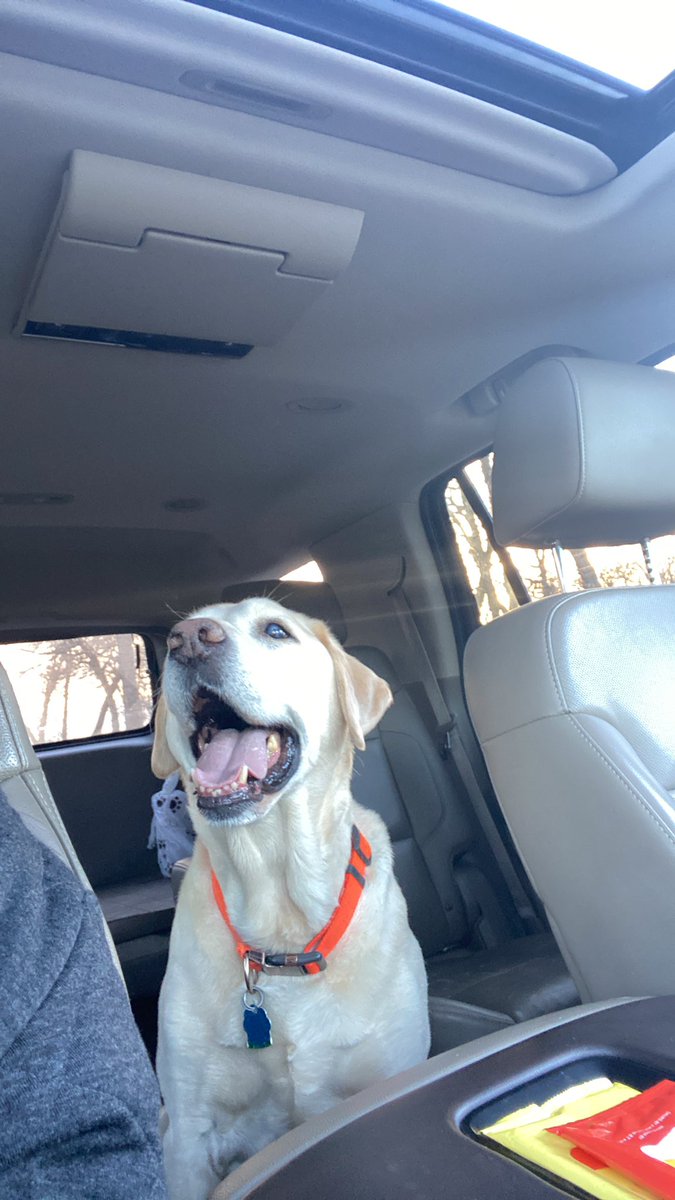 PaulaHi28583470's tweet photo. Waiting for his walk…. What a good ol boy you are Ranger!💕
#walkingpartner #sweetness https://t.co/woknopH7Px