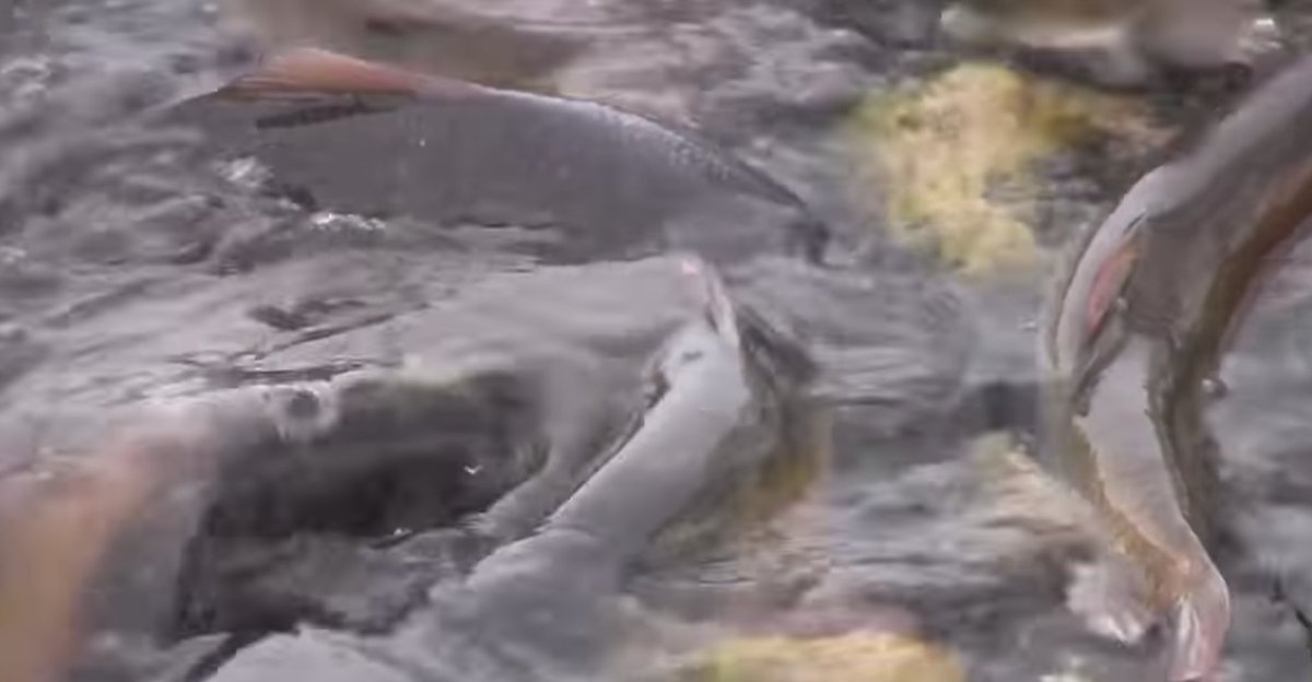 AlbertaTomorrow's tweet photo. Video Feature: Listen to Mike Sullivan, Fisheries Biologist, talking about fish kills in central Alberta #landuse #waterquality #abwater #abfish #abag #abed #abteachers #abstudents #onlinelearning #enviroed https://t.co/j3xZ5sdoXp https://t.co/aLCDOmsBNN