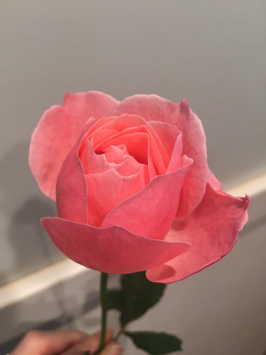 The last rose from our yard is opening up… God made that. #GodsBeauty #GodsCreation
