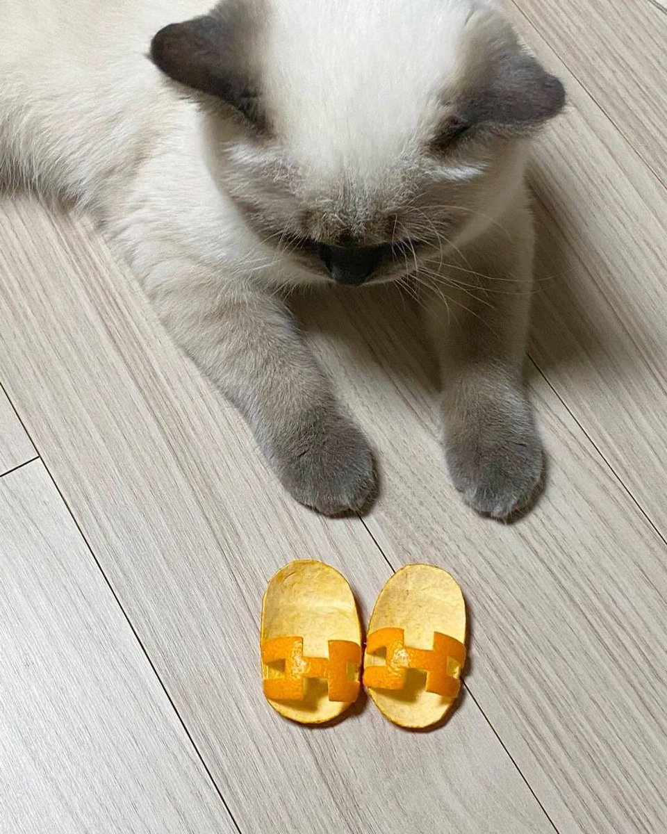 Obsessed with cats tweet media