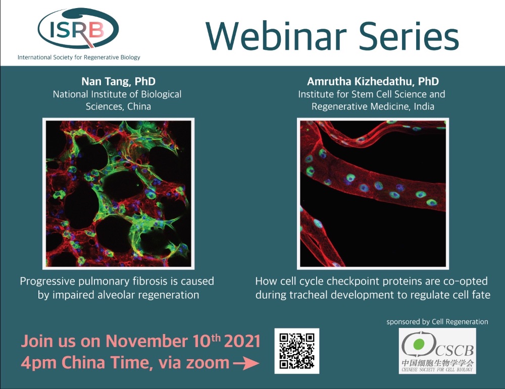 ISRB Webinars November 2021. Theme: Lung Regeneration - mailchi.mp/ffedfcef1791/i…