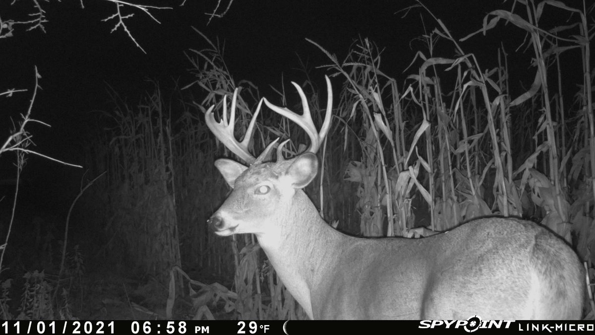 The palmation on this buck gives him some unique character!

📸: Jake Johnson

#hunting #deerhunting #deerseason #deerhunter #bowhunter #bowhunting #whyispypoint #teamspypoint #spypointcamera #whitetail #huntingseason