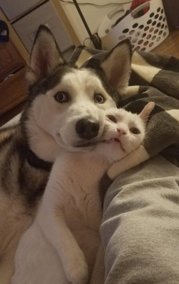 out of context cats (@petworld02) on Twitter photo 
