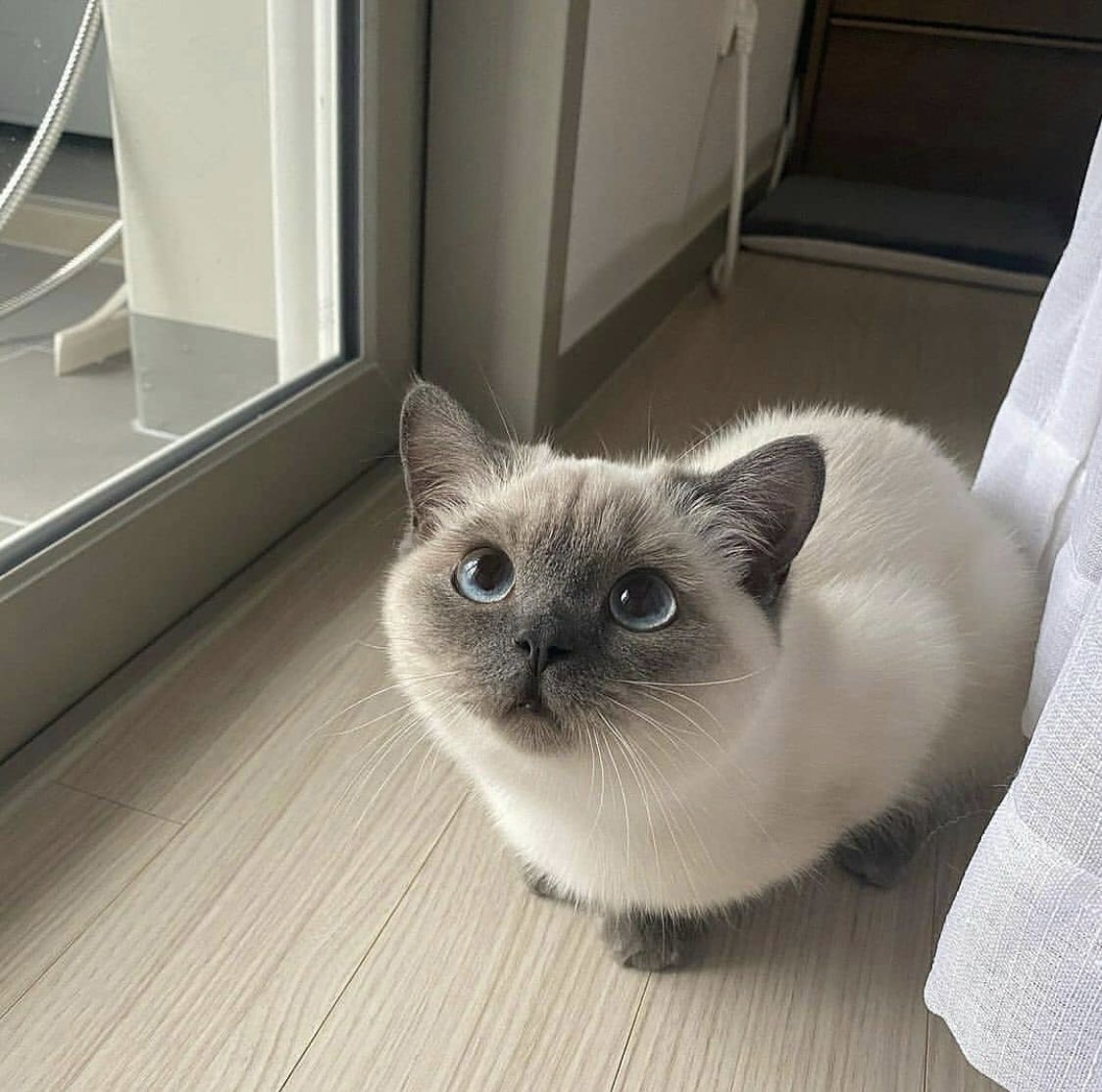 Obsessed with cats (@catssobsessed) on Twitter photo 