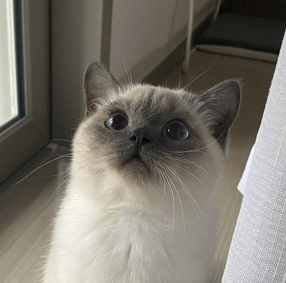 Obsessed with cats tweet media