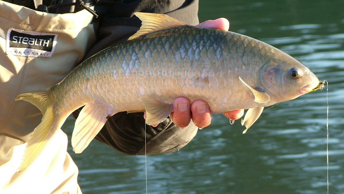 murray_taryn's tweet photo. Varicorhinus nelspruitensis can form schools of up to 100 fishes. They prefer cooler rocky flowing-water habitats, and larger fish are occasionally caught by anglers.

#FishABC #TeleostTuesday

📷https://t.co/4brYhSzglw https://t.co/qUwJdSSleb