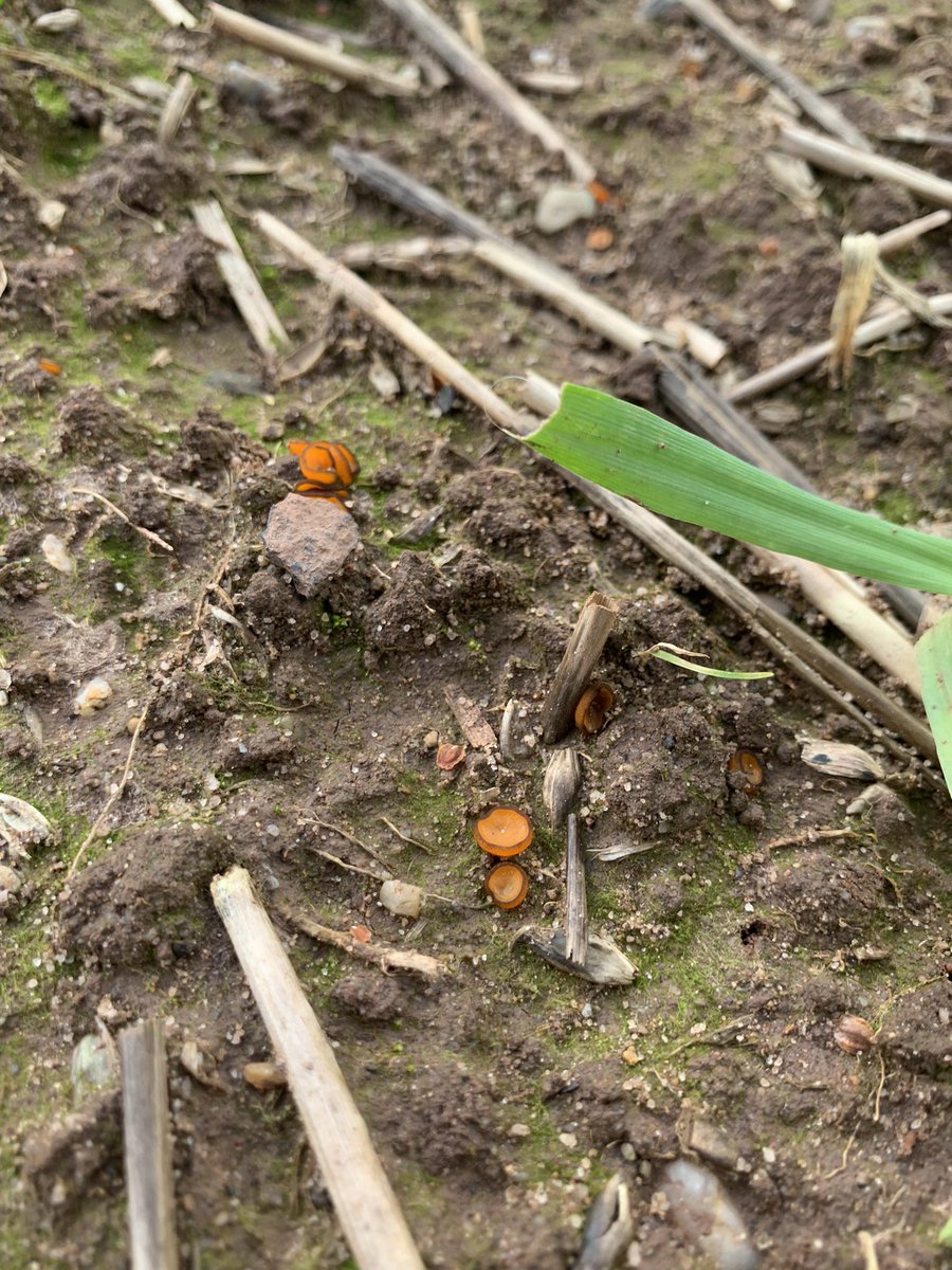 Can anyone identify this fungi?