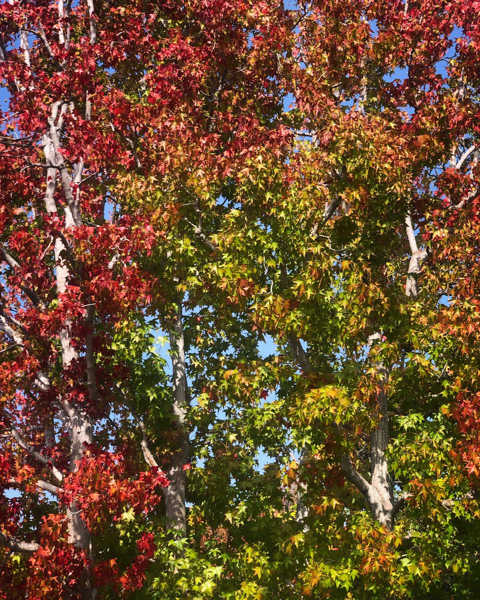 swatishetty's tweet photo. Colors of Japan? Nope, LA 
#fallisbeautiful #losangeles #sweetgum https://t.co/EdoYDcEjpy