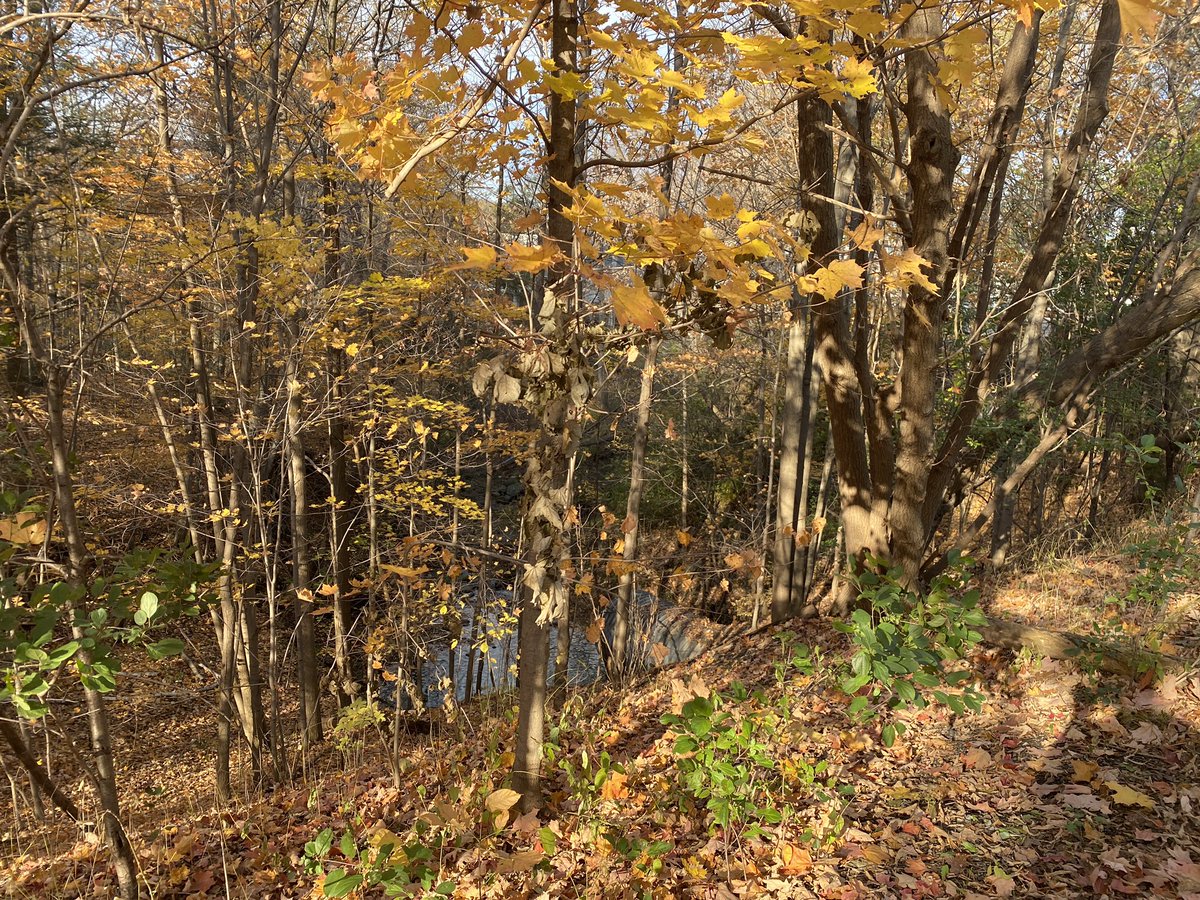 SimonOstler's tweet image. Today’s #FallViews