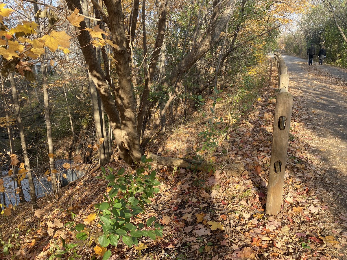 SimonOstler's tweet image. Today’s #FallViews