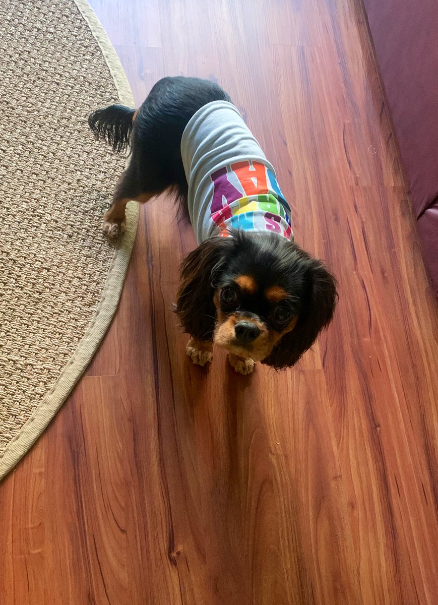 WBridgeAdvisory's tweet photo. @ConnieSchultz @SenSherrodBrown Our puppy Fitz turned 1 today, I had no idea he shared a birthday with his favorite Senator!Happy birthday @SherrodBrown! https://t.co/IQKrkQJ8ir