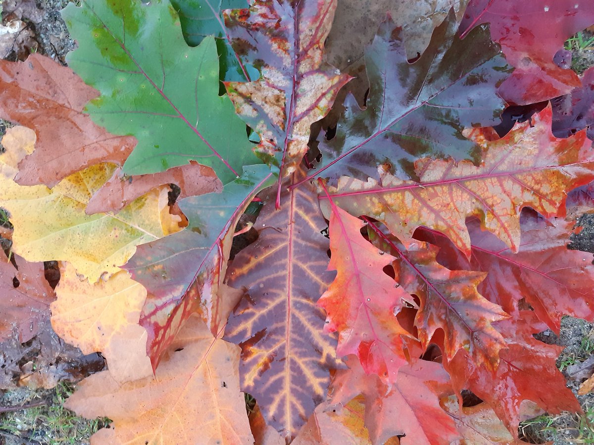 Ik hou van de herfst. En de heftigste kleuren die we in Nederland tegenkomen zijn de rood en paarstinten uit Amerika en Azië. Het is de eik uit Amerika (Quercus rubra) die hier een schakering van prachtige kleuren laat zien. #bomenbieb #bomen #treesofinstagram #trees