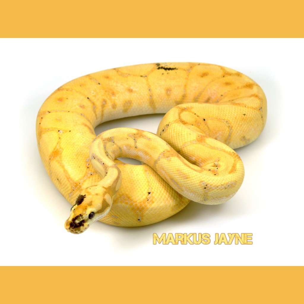 Banana Spider Ball Python