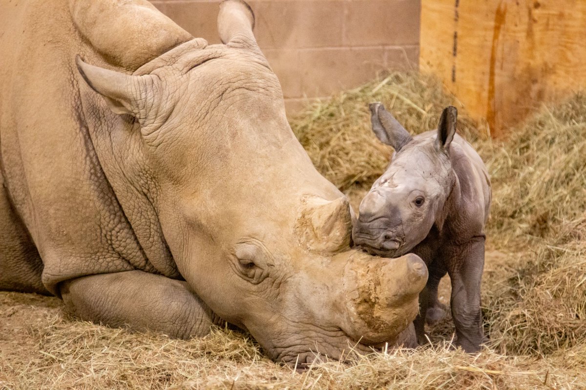 TulsaZoo's tweet photo. It's a boy! For the first time in our history, we are celebrating the birth of a Southern white rhino! The male calf was born on Nov. 7, 2021, at 12:24 p.m, to mother, Sally. 

Check back soon for more details on his name and when mother and calf might be visible. https://t.co/OBmZGlhwyM