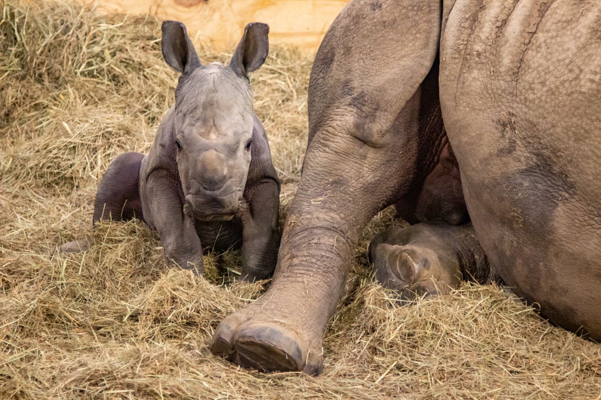 TulsaZoo's tweet photo. It's a boy! For the first time in our history, we are celebrating the birth of a Southern white rhino! The male calf was born on Nov. 7, 2021, at 12:24 p.m, to mother, Sally. 

Check back soon for more details on his name and when mother and calf might be visible. https://t.co/OBmZGlhwyM