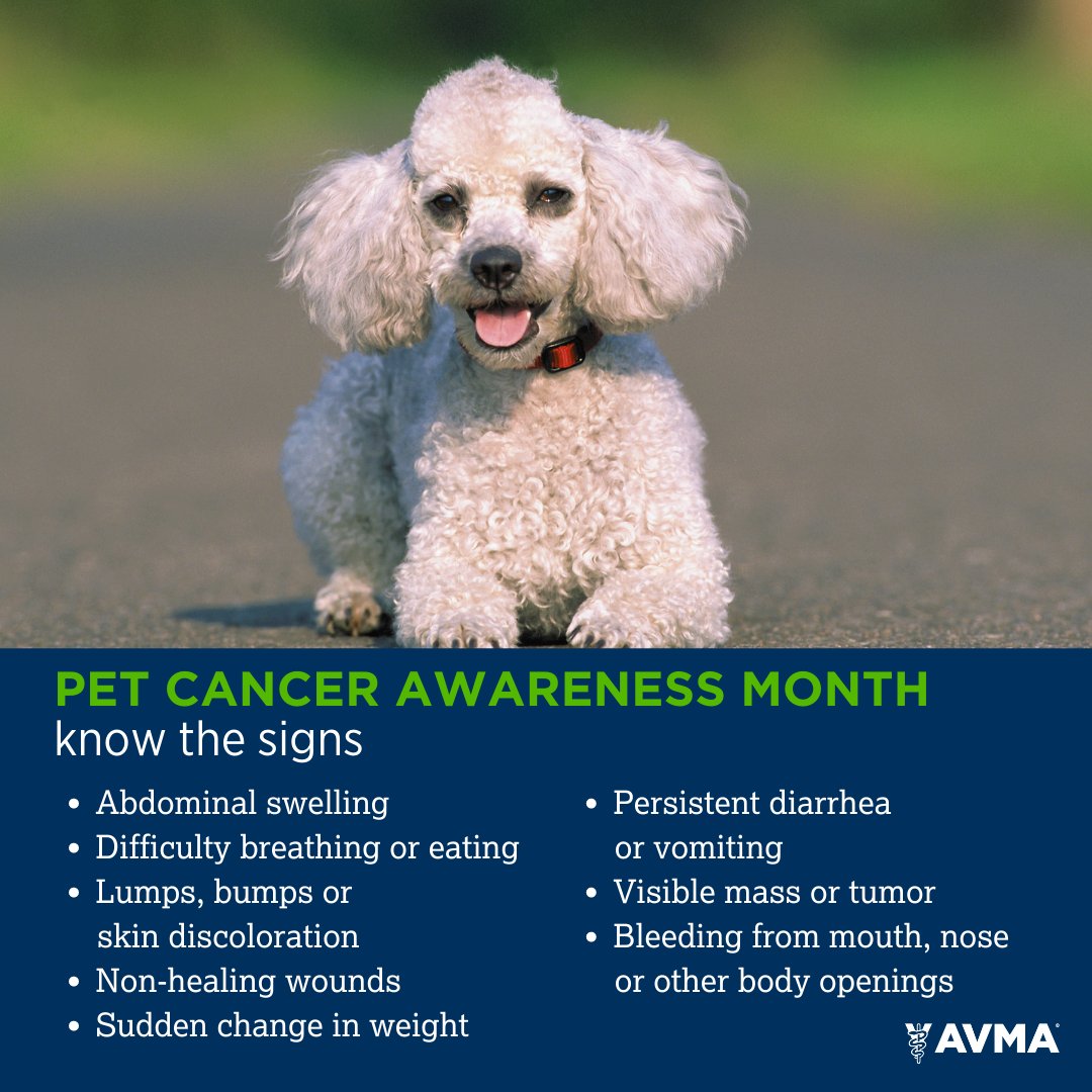 NCStateVetMed's tweet photo. November is National Pet Cancer Awareness Month. About 1 out of 4 dogs and 1 out of 5 cats will develop cancer in their lifetimes. 

Do you know the warning signs? https://t.co/bd9mGugsLB