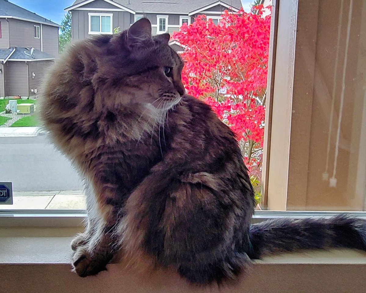 LovelyEarthS's tweet photo. My step-daughter's cat, King is picture perfect in the window with the maple tree.
#CatInWindow #CatAndTree #FallMapleTree #LovelyEarthSociety https://t.co/3NDhx6R6IL