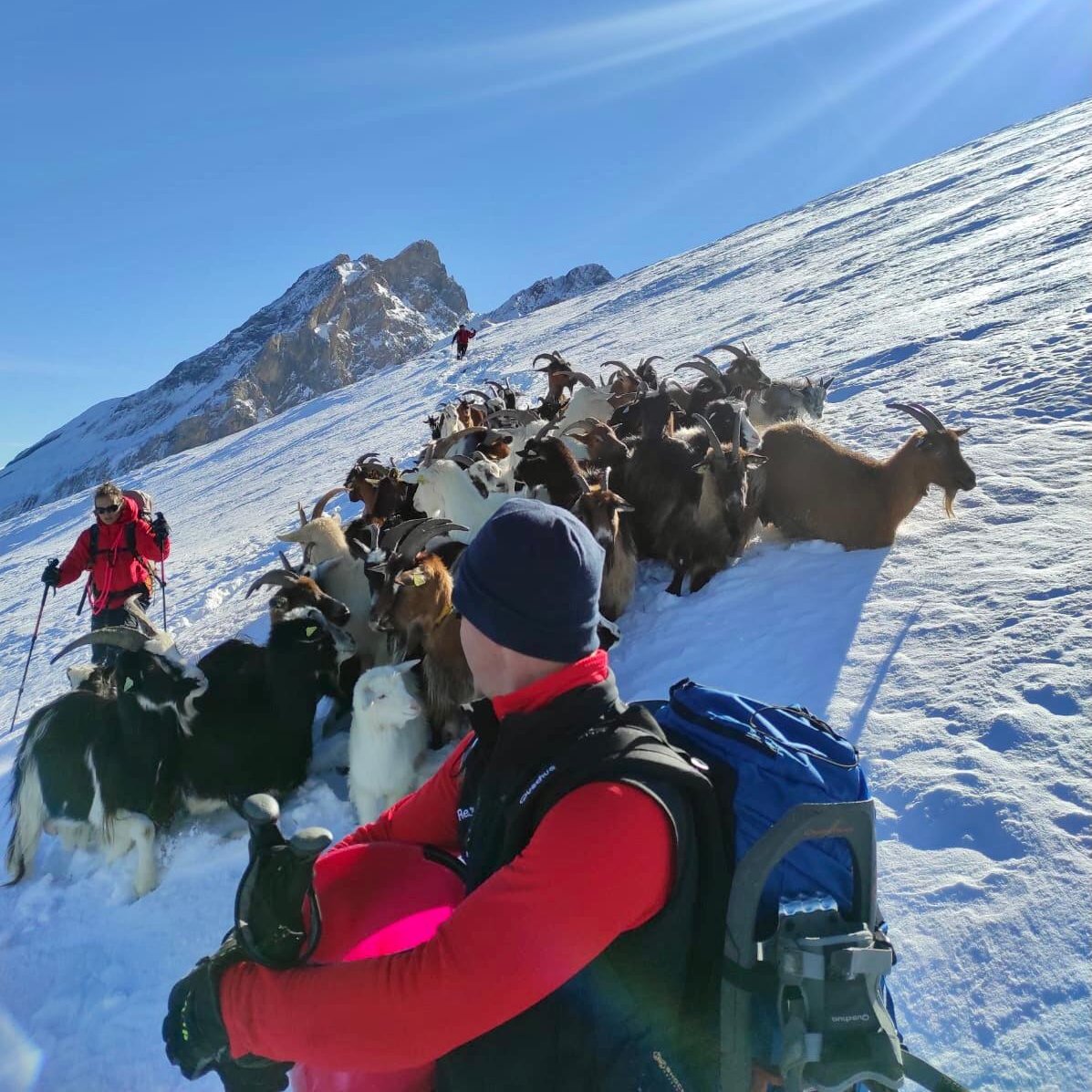sdis64's tweet photo. [Insolite ce dimanche : Sauvetage troupeau de chèvres bloquées dans la neige à 2000m d’altitude] 🐐🐐🐐

#sdis64 #sapeurspompiers #sauvetage #secours #insolite https://t.co/YAeczgaEpv
