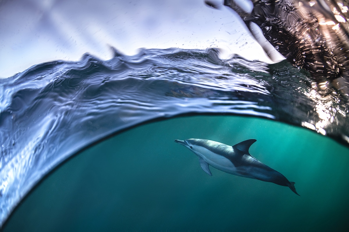 LewisPughFDN's tweet photo. Amazing news for dolphins!🐬👇

@ExpediaGroup will end the sale and promotion of captive dolphin venues. Dolphins belong in the sea, not in captivity. #NotEntertainers

https://t.co/w6Wf2VMJEM

📸: Gergo Rugli https://t.co/vcvar0Alpi