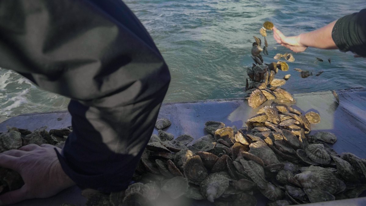 Prof Joanne Preston - Coastal Restoration Lab (@jprestondiggles) on Twitter photo Tonight on <a href="/BBCTheOneShow/">BBC The One Show</a> - the first oyster restoration reef in the Solent led by <a href="/Bluemarinef/">Blue Marine Foundation</a>! This is a huge step towards a healthier ecosystem that provides benefits to the environment and coastal community. Looking forward to monitoring the changes #GenerationRestoration Tonight on <a href="/BBCTheOneShow/">BBC The One Show</a> - the first oyster restoration reef in the Solent led by <a href="/Bluemarinef/">Blue Marine Foundation</a>! This is a huge step towards a healthier ecosystem that provides benefits to the environment and coastal community. Looking forward to monitoring the changes #GenerationRestoration