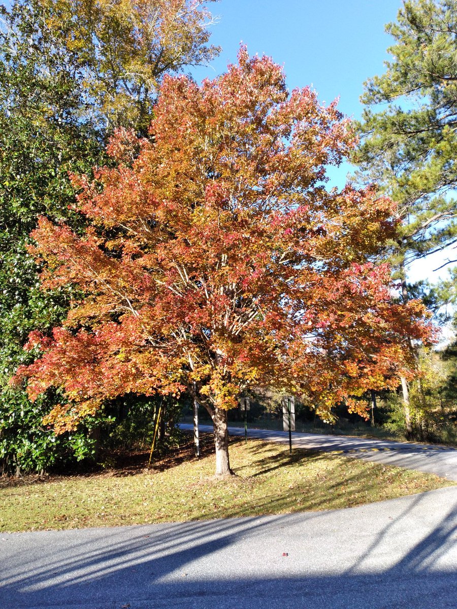 OfficialLWH's tweet photo. The fall colors on our trees 🌳 around the Little White House are amazing. Come and check out these beautiful fall leaves. #FDR #lwh #daytrip #GaStateParks  #GaLeafWatch #fallyall #fallcolor #leafwatching https://t.co/I2CRz6Z2yC