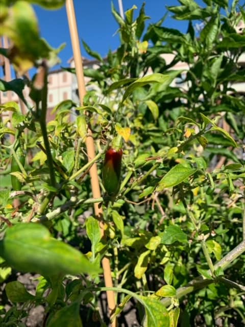 Grow Local South Texas tweet media