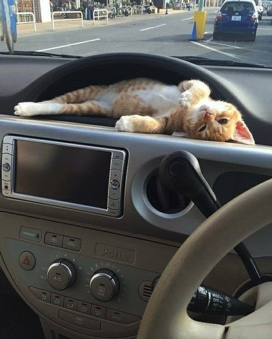 Obsessed with cats tweet media