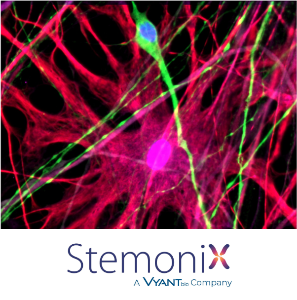 Good morning! Looking forward to another day at #SfN21 discussing stem cells, toxicity, and drug discovery! Join us! Contact info@stemonix.com to set up a meeting!