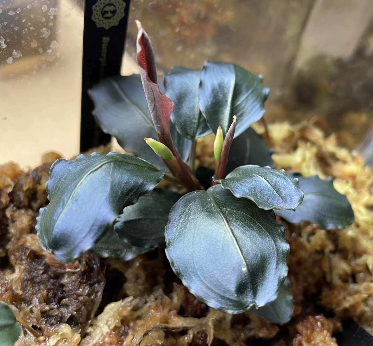 ituki213's tweet photo. 二股に分岐した(´･д･`)(´･д･`)

#ブセファランドラ #Bucephalandra https://t.co/uYiS7HTcc7